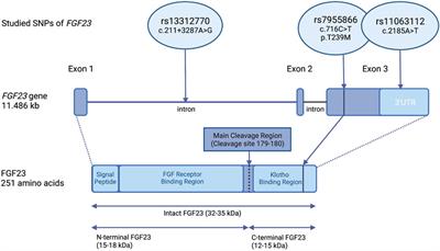 Variation in the fibroblast growth factor 23 (FGF23) gene associates with serum FGF23 and bone strength in infants